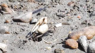 Mexican Fiddler Crab displaying