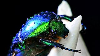 green beetle