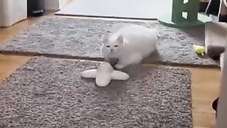 A cat unlike any other cat.
