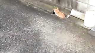 Cats chasing each other