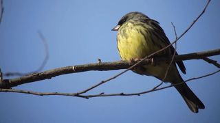 singing sparrow