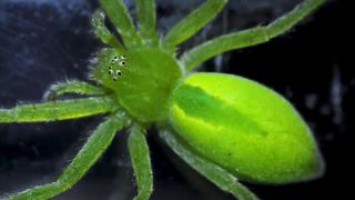 spider's heartbeat