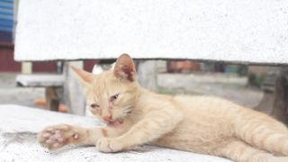 Funny cats 71