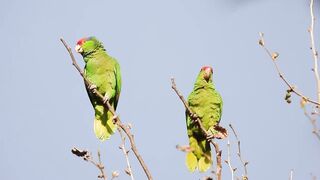 Red-crowned Parrots