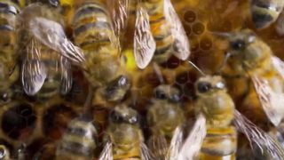 bees on honeycombs