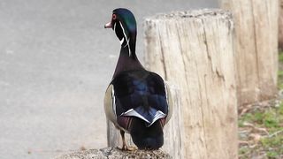 Male Wood Duck standing on a post, calling