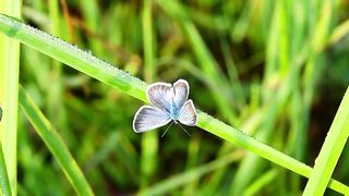 butterflies 3