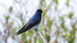 Tree Swallow preening