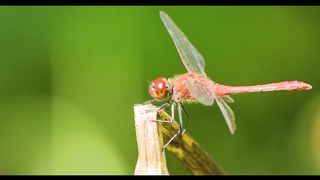 dragonflies
