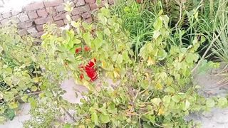 ہمارے سب پودے مرجھا گئے