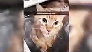 Funny Cats And Dogs Videos ???????? Funniest Animals - Videos of Funny Animals ZZZ 4
