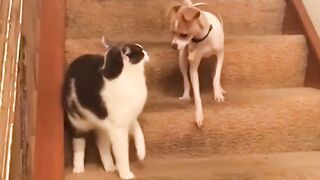 The most funny cat slap!!!