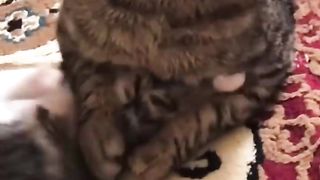 Crazy animals - Go To Sleep