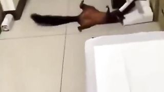 Squirrel trying to get some nuts!!!!