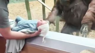 Orangutans wanted to see my baby!