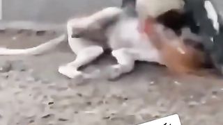 THE DOG AK sharabi