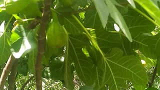 Village fig tree