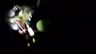 Animal lover 4