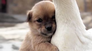 The weather is cold, and the dog finds the mother duck for warmth