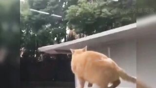 Cat Mistake Moment 2