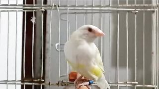 Yellow gouldain finch