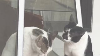 My dear, my wife I'm sorry, this cat quarreled after marriage.
