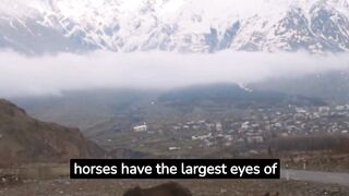 Animal Facts 2
