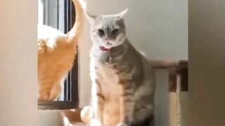 Vary vary amezing mument cat ???????????????????????????????? funny moments cat????????????????