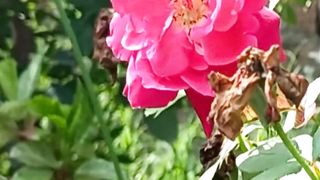 Sweet and Amazing Flowers | Rose Flowers | Beautiful Scenery