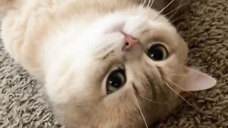 cute cat 35