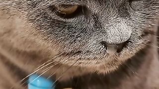 meme kucing