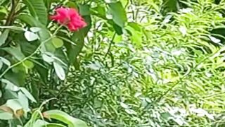 Relaxing Nature | Beautiful Flowers Video | Meditation Video