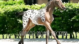 The world's most beautiful horses that are number