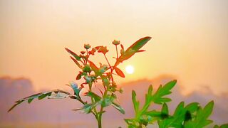 #Best#Nature#Video Status