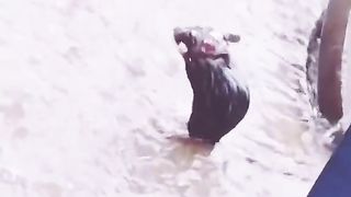 Chuha Barish Mein Nahate hue