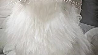 cute and funny cat 3