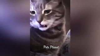 Funniest Cats and Dogs Videos | Funny Videos 2023 | Funny Videos | Subscribe For More Videos Fun