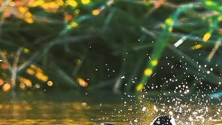 Amazing Nature Video | Most Beautiful Birds 13 | #viralshort #shortsvideo #nature