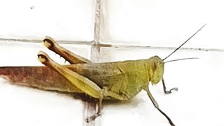 grasshopper on the floor