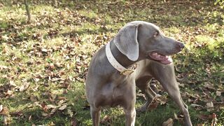 Cute dog playing | MIND RELAXING