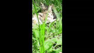 Мои любимые котята