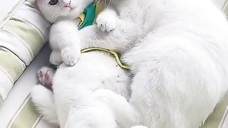 Animals love, Animals lovers, cats lovers