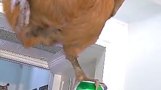 Cat of circus, cat funny video, cat nd cock have fun