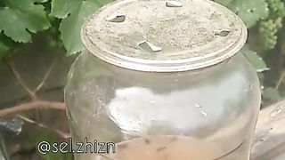 ОСИ АТАКУВАТ  ГРОЗДЕТО