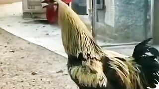 Roaster have fun, murghy ki mastitan, funny video