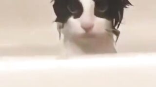 Kucing lucu 40