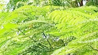 Sweet Natural View | Meditation Video | Beautiful Nature | #scenery