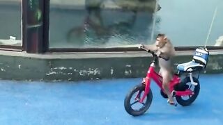 Funny monkey bike