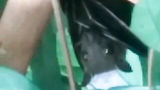 bats sway while hanging on tree branches