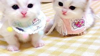 Cute Cat 15